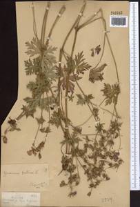 Герань луговая L., Средняя Азия и Казахстан, Джунгарский Алатау и Тарбагатай (M5) (Казахстан)