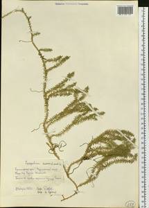 Spinulum annotinum subsp. annotinum, Сибирь, Центральная Сибирь (S3) (Россия)