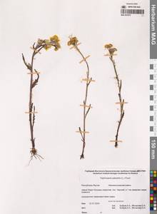 Пепельник болотный (L.) Fourr., Сибирь, Якутия (S5) (Россия)