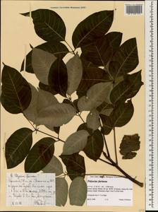 Polyscias farinosa (Delile) Harms, Африка (AFR) (Эфиопия)