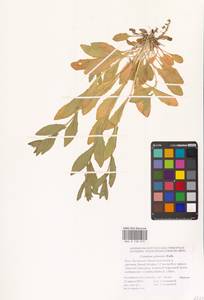 Рыжик мелкоплодный Andrz. ex DC., Восточная Европа, Нижневолжский район (E9) (Россия)