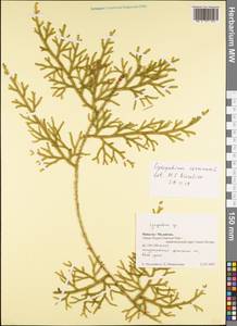 Palhinhaea cernua (L.) Vasc. & Franco, Зарубежная Азия (ASIA) (Малайзия)