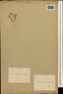 Астрагал неопределенный Ledeb., Кавказ, Грузия (K4) (Грузия)