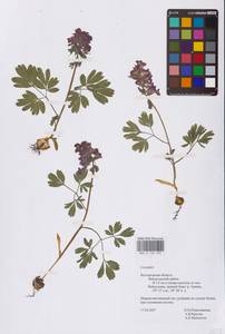 Хохлатка плотная (L.) Clairv., Восточная Европа, Центральный лесостепной район (E6) (Россия)