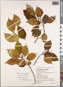 Ilex sterrophylla Merr. & Chun, Зарубежная Азия (ASIA) (Вьетнам)