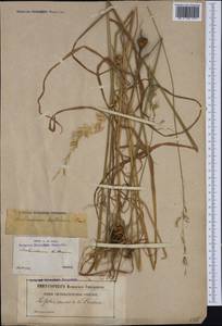 Arrhenatherum elatius subsp. bulbosum (Willd.) Schübl. & G.Martens, Западная Европа (EUR) (Франция)