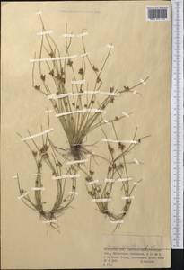 Schoenoplectiella lateriflora (J.F.Gmel.) Lye, Средняя Азия и Казахстан, Муюнкумы, Прибалхашье и Бетпак-Дала (M9) (Казахстан)