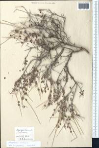 Курчавка шиповатая L., Средняя Азия и Казахстан, Копетдаг, Бадхыз, Малый и Большой Балхан (M1) (Туркмения)