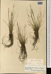 Ситник орхонский Novikov, Монголия (MONG) (Монголия)