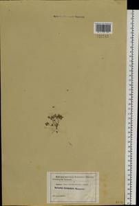Тонкоплодник дымянковый (L.) Rchb., Сибирь, Прибайкалье и Забайкалье (S4) (Россия)