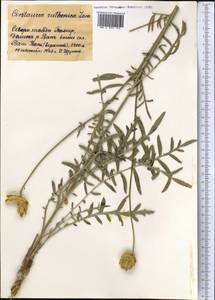 Rhaponticoides ruthenica (Lam.) M. V. Agab. & Greuter, Средняя Азия и Казахстан, Памир и Памиро-Алай (M2) (Таджикистан)