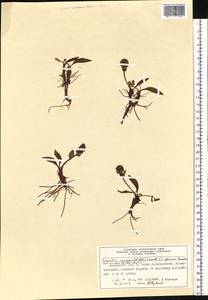 Lagotis glauca subsp. minor (Willd.) Hultén, Сибирь, Центральная Сибирь (S3) (Россия)