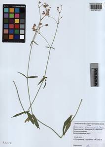 KUZ 004 481, Горицвет кукушкин, кукушкин цвет, Сибирь, Алтай и Саяны (S2) (Россия)
