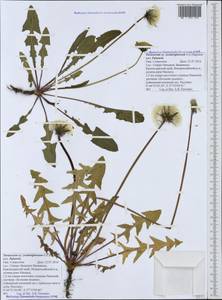 Taraxacum scaturiginosum G. E. Haglund, Кавказ, Черноморское побережье (от Новороссийска до Адлера) (K3) (Россия)