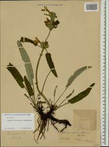 Betonica nivea subsp. ossetica (Bornm.) Krestovsk., Кавказ, Северная Осетия, Ингушетия и Чечня (K1c) (Россия)