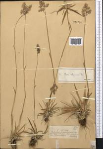 Мятлик альпийский L., Средняя Азия и Казахстан, Джунгарский Алатау и Тарбагатай (M5) (Казахстан)