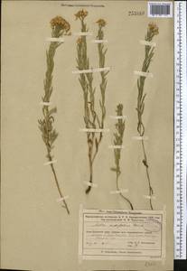 Galatella sedifolia subsp. sedifolia, Средняя Азия и Казахстан, Муюнкумы, Прибалхашье и Бетпак-Дала (M9) (Казахстан)
