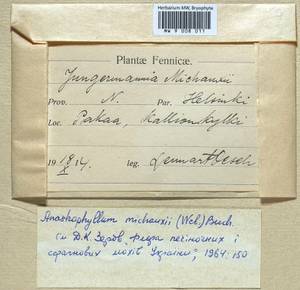Anastrophyllum michauxii (F. Weber) H. Buch, Гербарий мохообразных, Мхи - Западная Европа (BEu) (Финляндия)