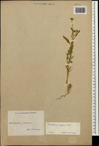 Репник морщинистый (L.) All., Кавказ, Азербайджан (K6) (Азербайджан)