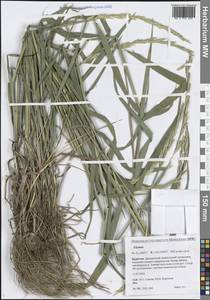 Пырейник, Сибирь, Прибайкалье и Забайкалье (S4) (Россия)