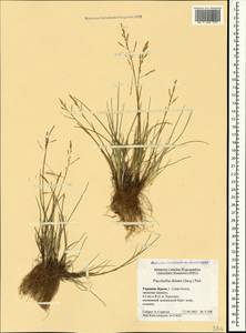 Бескильница расставленная (Jacq.) Parl., Крым (KRYM) (Россия)