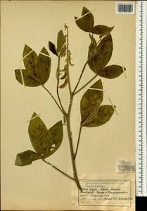 Crotalaria, Зарубежная Азия (ASIA) (Индия)