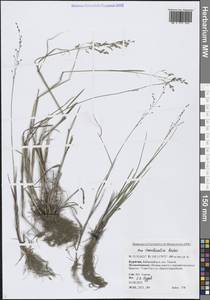 Мятлик разноцветный Besser, Сибирь, Прибайкалье и Забайкалье (S4) (Россия)