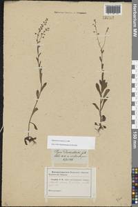 Незабудка полевая (L.) Hill, Восточная Европа, Московская область и Москва (E4a) (Россия)