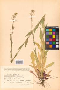 Башеница голая, Башенница гладкая, Вяжечка гладкая L., Восточная Европа, Нижневолжский район (E9) (Россия)