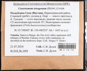 Conostomum tetragonum (Hedw.) Lindb., Гербарий мохообразных, Мхи - Якутия (B19) (Россия)