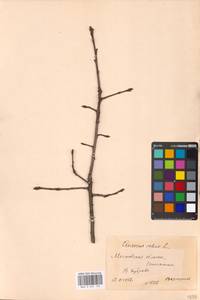 Дуб черешчатый, Дуб обыкновенный L., Восточная Европа, Московская область и Москва (E4a) (Россия)