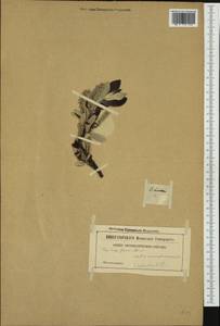 Salix helvetica Vill., Западная Европа (EUR) (Неизвестно)