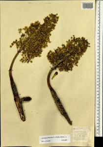 Aeonium arboreum, Африка (AFR) (Испания)