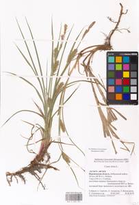 Осока мохнатая, Осока коротковолосистая L., Восточная Европа, Центральный лесостепной район (E6) (Россия)