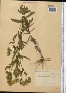 Pentanema britannicum (L.) D.Gut.Larr., Santos-Vicente, Anderb., E.Rico & M.M.Mart.Ort., Средняя Азия и Казахстан, Джунгарский Алатау и Тарбагатай (M5) (Казахстан)