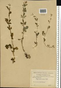 Сердечник горький L., Восточная Европа, Центральный лесостепной район (E6) (Россия)