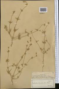 Pyankovia brachiata (Pall.) Akhani & Roalson, Средняя Азия и Казахстан, Муюнкумы, Прибалхашье и Бетпак-Дала (M9) (Казахстан)