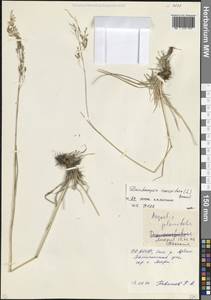 Щучка дернистая (L.) P.Beauv., Кавказ, Северная Осетия, Ингушетия и Чечня (K1c) (Россия)