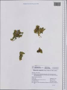Facchinia rupestris (Scop.) Dillenb. & Kadereit, Западная Европа (EUR) (Италия)