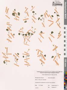 Viola crassa subsp. avatschensis (W.Becker & Hultén) Espeut, Сибирь, Чукотка и Камчатка (S7) (Россия)