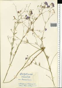 Delphinium consolida subsp. consolida, Восточная Европа, Нижневолжский район (E9) (Россия)