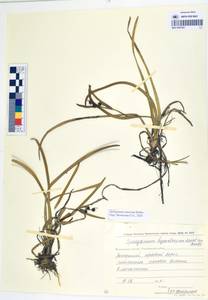 MAG 0003365, Sparganium × probatovae Tzvelev, Сибирь, Чукотка и Камчатка (S7) (Россия)