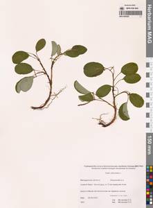 Ива сетчатая L., Сибирь, Чукотка и Камчатка (S7) (Россия)