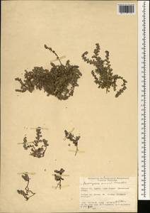 Paronychia amani Chaudhri, Зарубежная Азия (ASIA) (Турция)