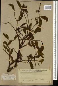 Омела белая L., Кавказ, Азербайджан (K6) (Азербайджан)