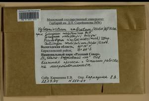 Hylocomiastrum umbratum (Hedw.) M. Fleisch. ex Broth., Гербарий мохообразных, Мхи - Архангельская и Вологодская области, Коми, Ненецкий АО (B7) (Россия)