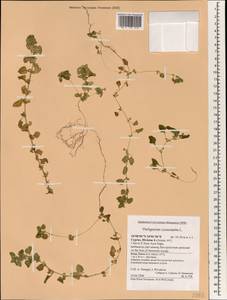 Телигонум обыкновенный L., Зарубежная Азия (ASIA) (Кипр)
