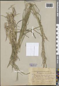 Коротконожка перистая (L.) P.Beauv., Восточная Европа, Центральный лесной район (E5) (Россия)