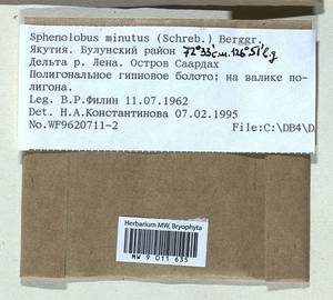Sphenolobus minutus (Schreb. ex Cranz) Berggr., Гербарий мохообразных, Мхи - Якутия (B19) (Россия)
