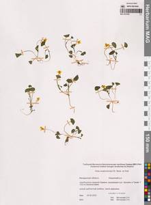 Viola crassa subsp. avatschensis (W.Becker & Hultén) Espeut, Сибирь, Чукотка и Камчатка (S7) (Россия)